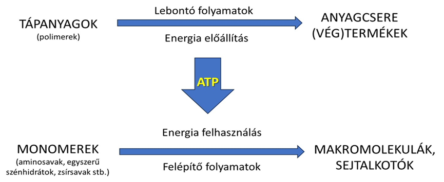 Biológiai lebontás a sejtek szintjén.