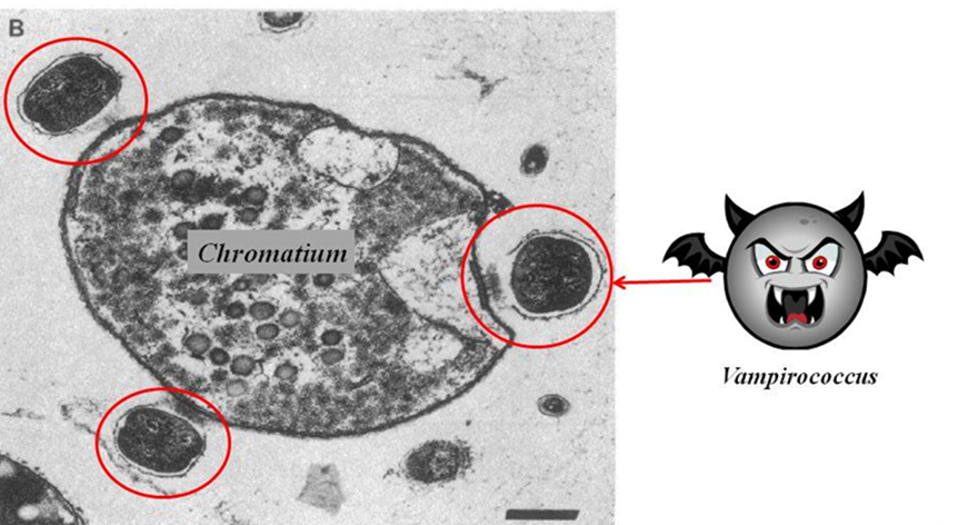 Vampirooccus baktérium kölcsönhatása Chromatium sejttel