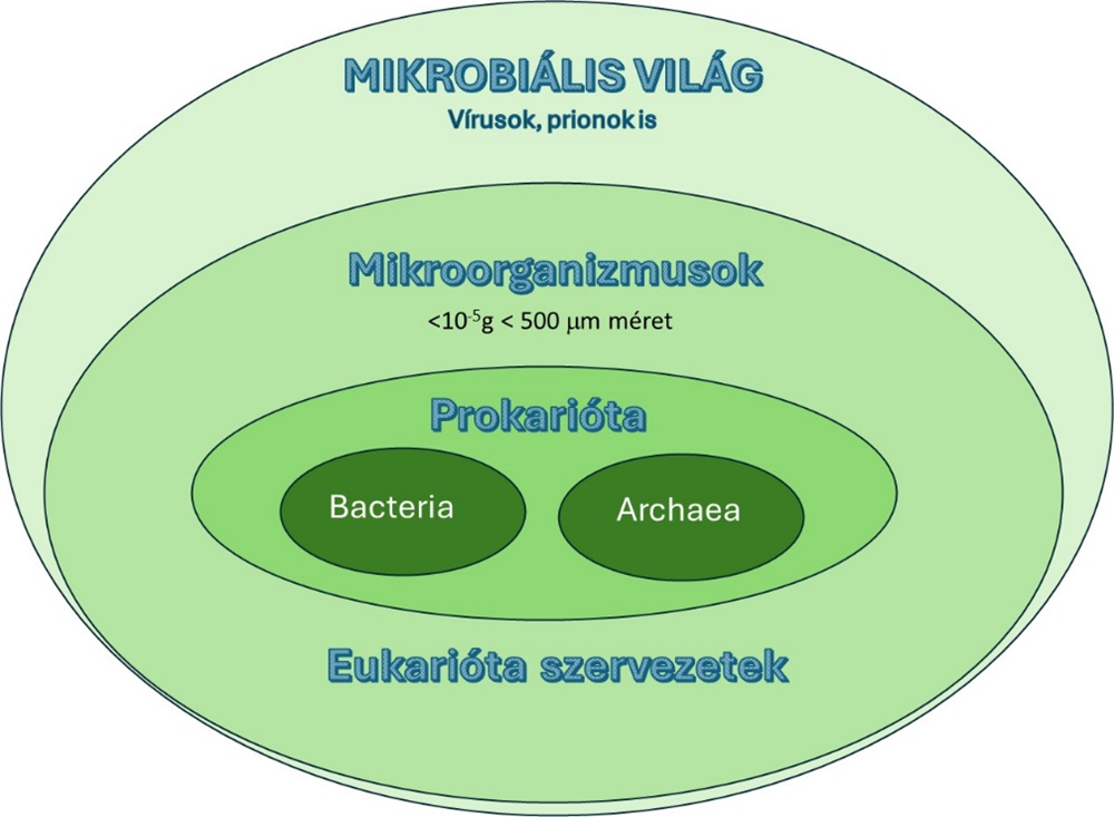 A mikrobák világa.