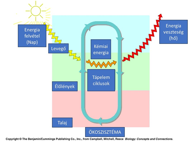 Tápanyagok körforgása és energiaáramlás az ökoszisztémákban.