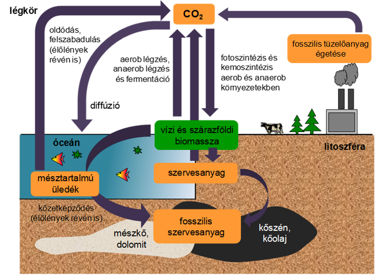 A szén körforgalma.