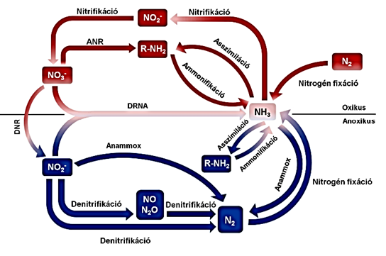 A nitrogén biogeokémiai ciklusa.