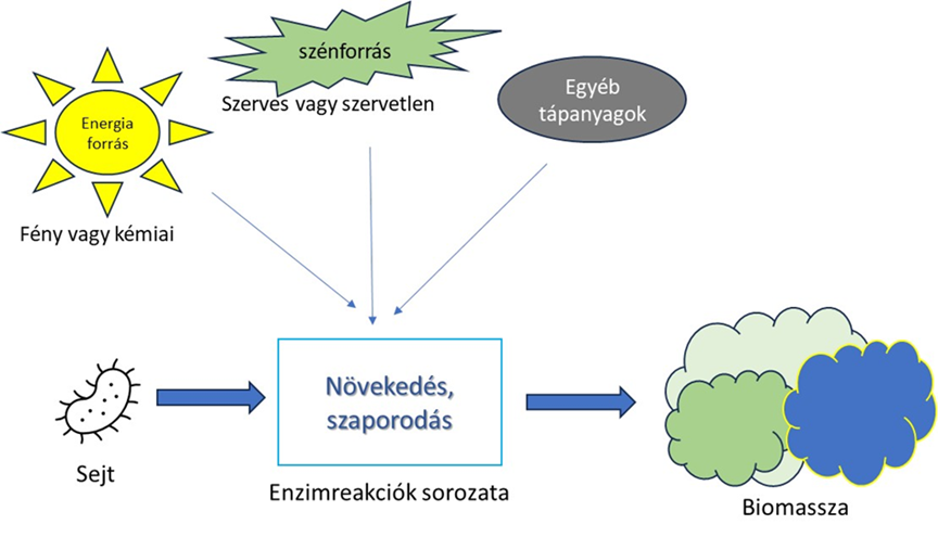 A szennyező anyag biomasszába építésének lehetősége.