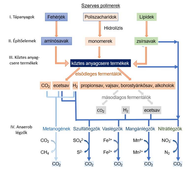 A szerves tápanyagok anaerob lebontása és az ebben részt vevő legfontosabb prokarióta csoportok.