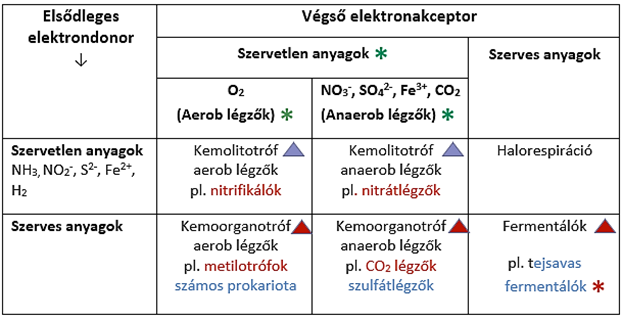 A kemotróf mikroorganizmusok fő anyagcsere típusai.