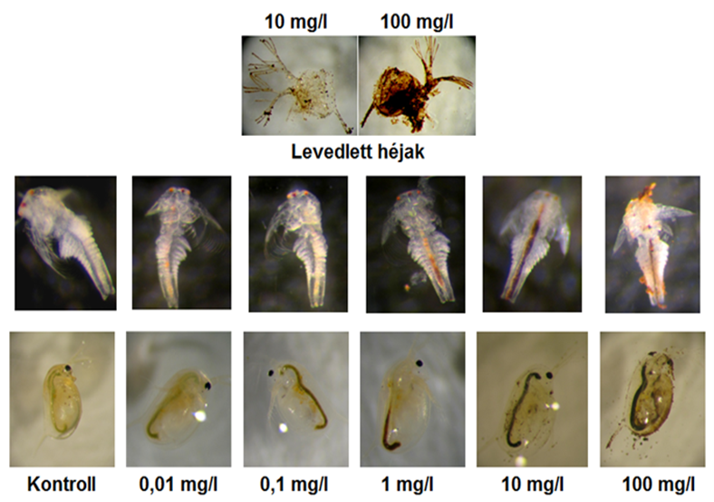 Nano vas(II,III)-oxid (szemcseméret: átlagosan 29 nm) hatása Daphnia magna tesztszervezetre akut tesztben, 48 órás expozíciót követően, fénymikroszkópos felvételen (30x nagyítás)