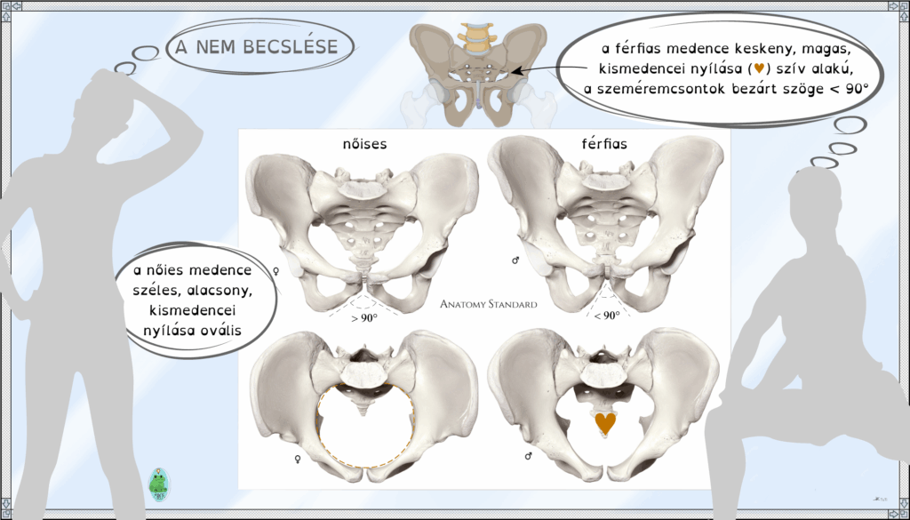 A fehér területen balra a női, jobbra a férfi medence jellegzetességei: felül szemből, alul felülről nézve.