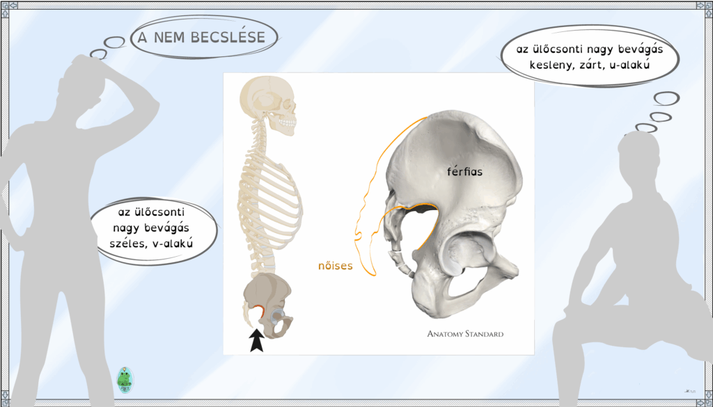 Az ábra közepén lévő fehér területen balra egy emberi csontváz jobb oldali nézete. Itt az ülőcsonti nagy bevágás piros vonallal kiemelt. Ettől jobbra férfi medence szürkén árnyalt rajza, melyre narancssárga vonallal a női medence körvonala van rárajzolva.