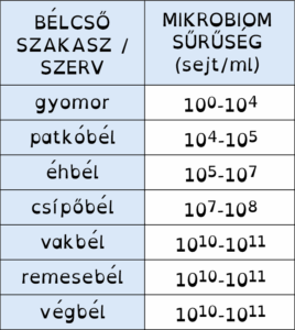 A bélmikrobiom nagysága az egyes bélcsőszakaszokban (sejt/ml)