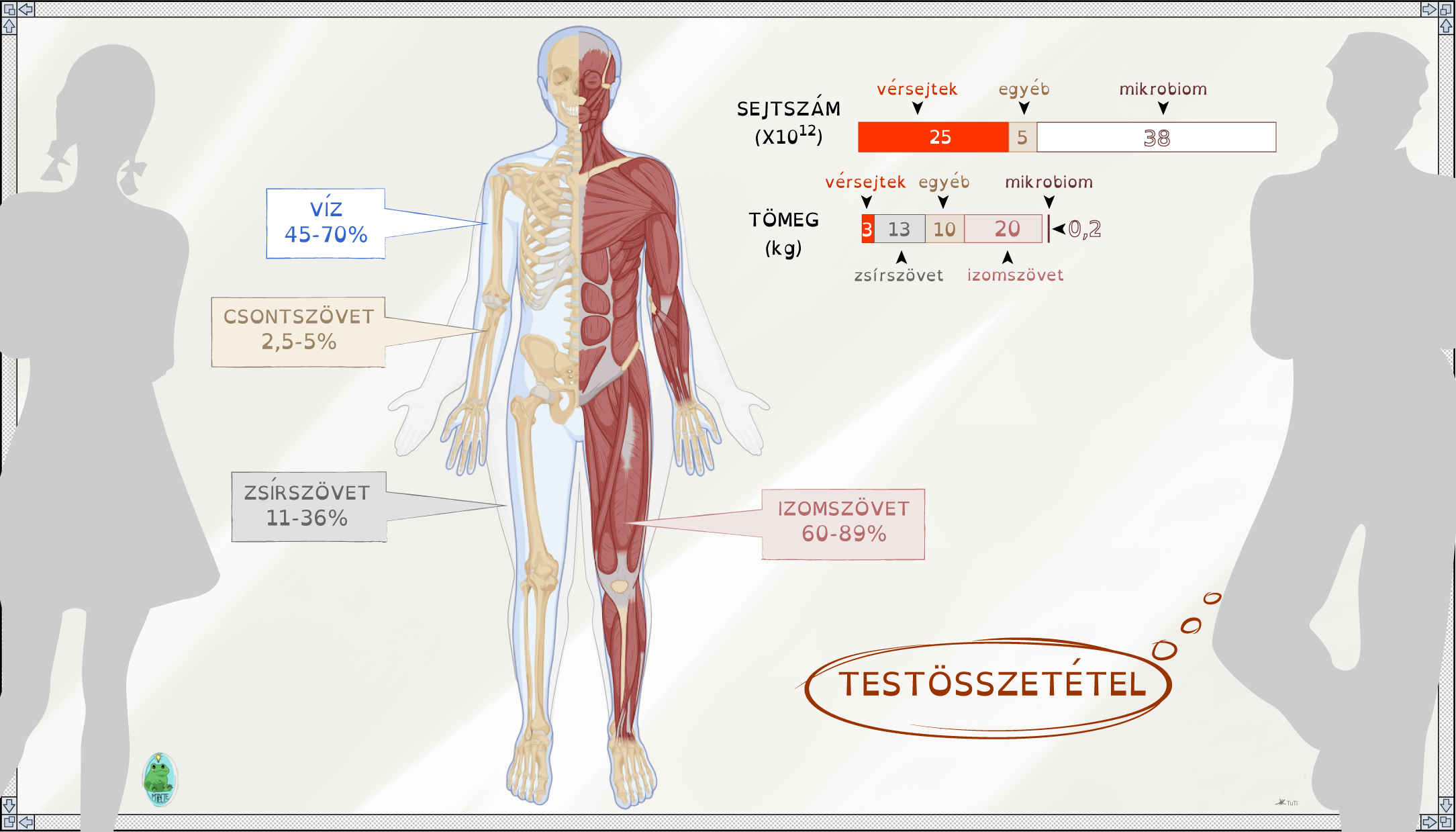 A sejtek eloszlása, illetve a csont-, izom- és zsírszövet aránya az emberi testben (egy 70 kg-os felnőtt férfi esetében)